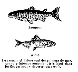 Saumon et Alose Saumon